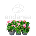 Begonia Semperflorens Km0 Hoja Verde