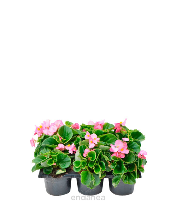 Begonia Semperflorens Km0 Hoja Verde
