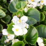 Begonia Semperflorens Km0 Hoja Verde Flor Blanca