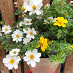 Bidens Planta Exterior Amarilla Blanca