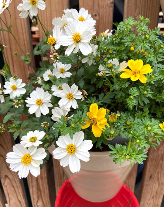 bidens-planta-exterior-amarilla-blanca-maceta