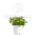 Bidens Planta Exterior Amarilla