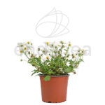 Bidens Planta Exterior Blanca