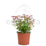 Bidens Planta Exterior Rosa