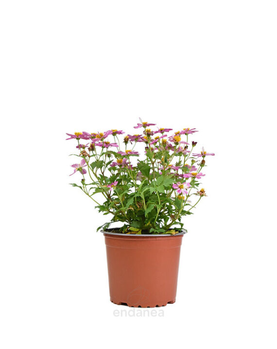 Bidens Planta Exterior Rosa