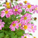 Bidens Planta Exterior Rosa