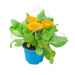 Caléndula Officinalis Naranja