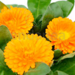 Caléndula Officinalis Naranja