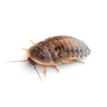 cucaracha blaptica