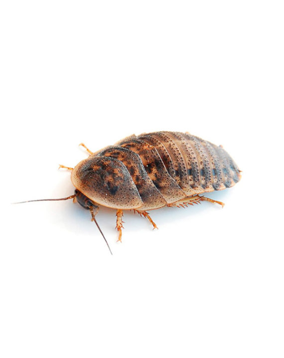 cucaracha blaptica
