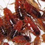 cucaracha runner alimento vivo