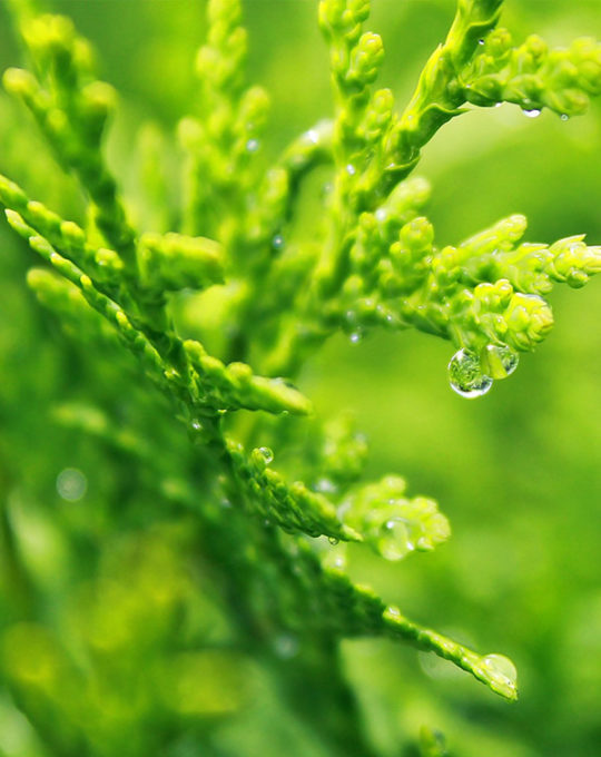 cupressus-macrocarpa-wilma-02