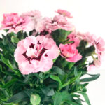 Dianthus Mix Clavelina Planta de Exterior Flores