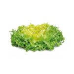 Escarola Rizada Planta