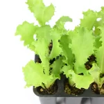 Escarola Rizada Planta