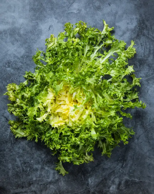 escarola-rizada-planta-horticola-12-uds-detalle