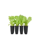 Escarola Rizada Planta