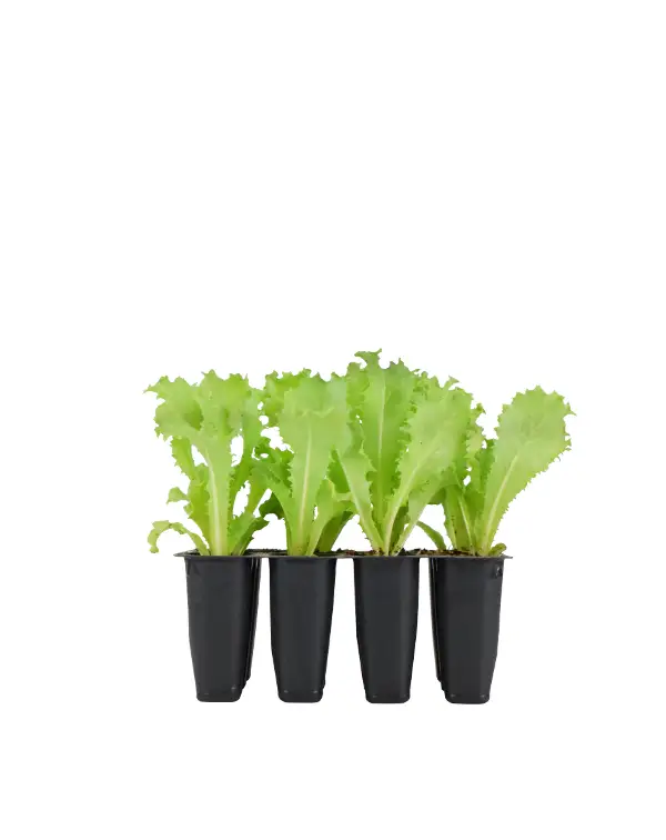 escarola-rizada-planta-horticola-12-unidades