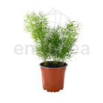 Esparraguera Planta Exterior