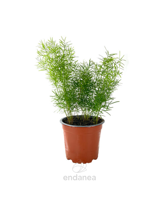 esparraguera-planta-exterior