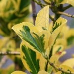 euonymus-aurea-02
