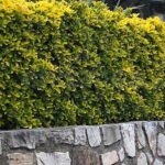euonymus-aurea-03
