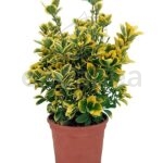 euonymus-aurea
