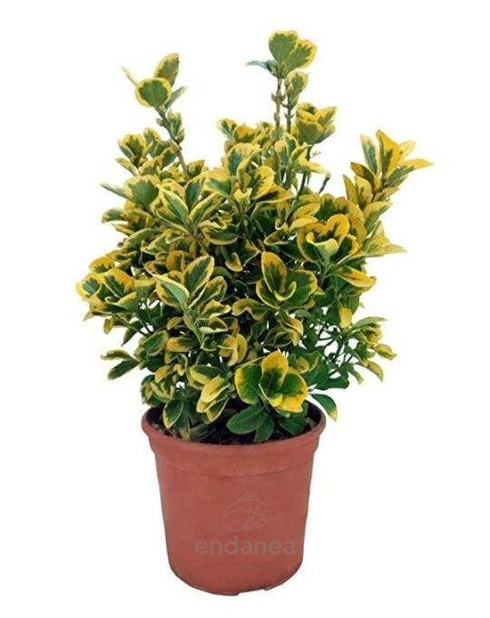 euonymus-aurea