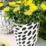 euryops en maceta