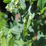 guisante planta