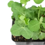Guisante Planta 6 unidades