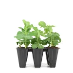 Guisante Planta 6 unidades