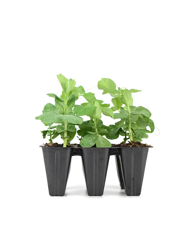 guisantes-planta-6-unidades-horticolas