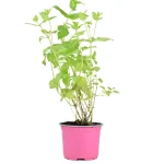 Hierbabuena Planta