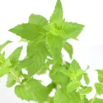 Hierbabuena Planta