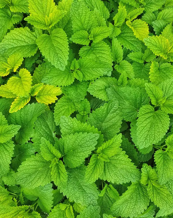 hierbabuena-planta-horticola-follaje