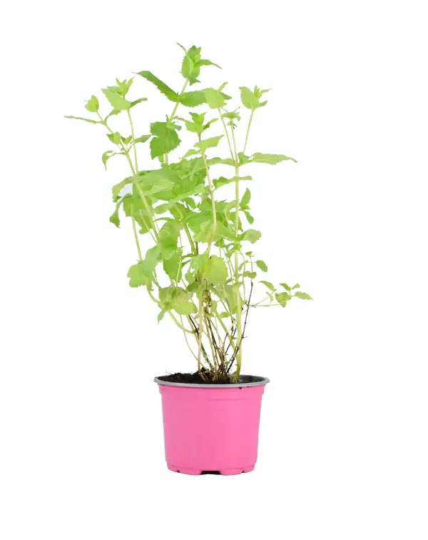 hierbabuena-planta-horticola