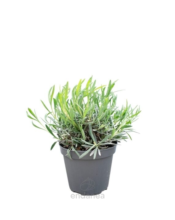 Lavanda Planta Aromática de Exterior