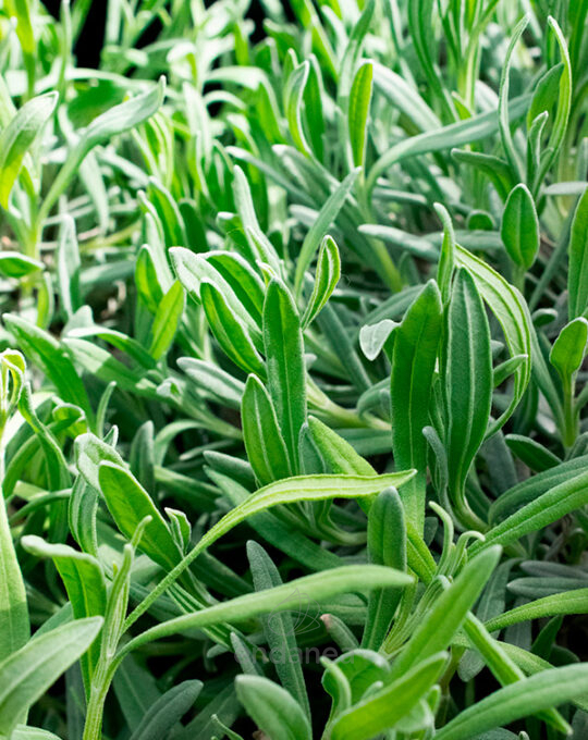 lavanda-planta-aromatica-de-exterior-detalle
