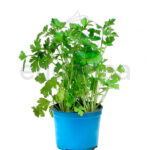 Perejil Planta Km0 Hortícolas