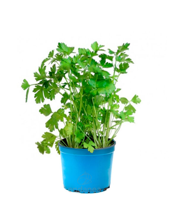 Perejil Planta Km0 Hortícolas
