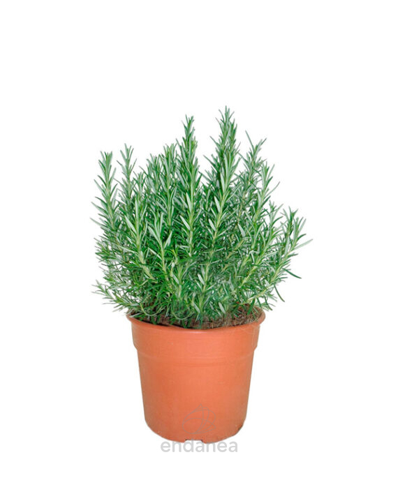 Romero Planta de Exterior Aromática