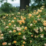 Rosal Crown Princess Margareta David Austin