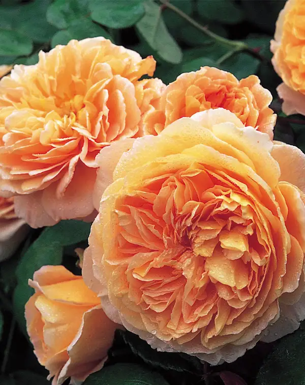 rosal-crown-princess-margareta-david-austin