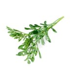 ruda hojas de la planta