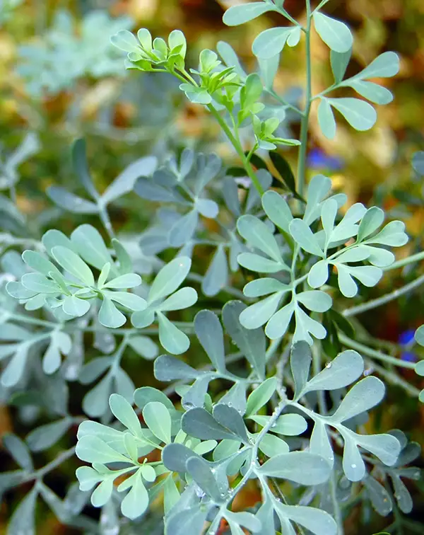 ruda-eco-planta-horticola-hojas