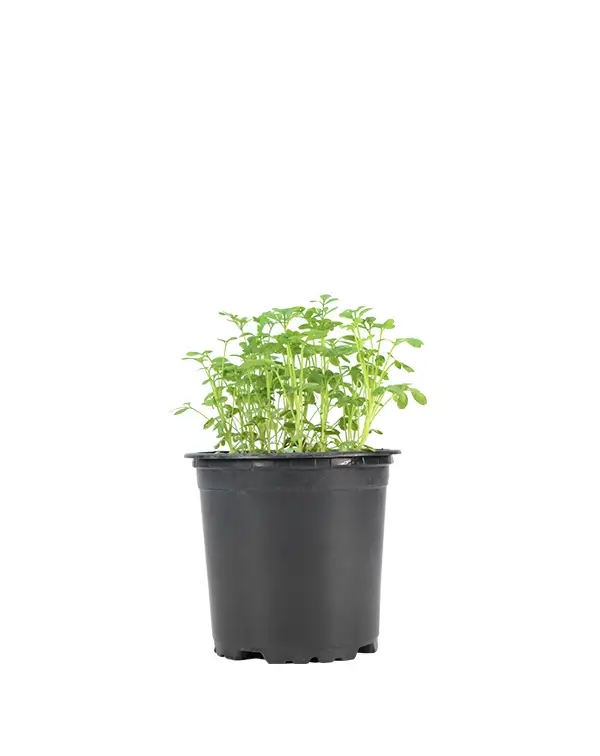 ruda-eco-planta-horticola