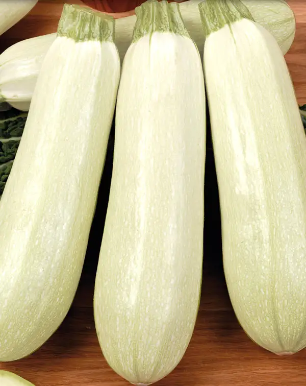 semillas-calabacin-blanco-medio-largo-frutos