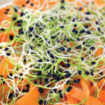 Semillas de Brotes Ecológicos Ajo Chino de Batlle