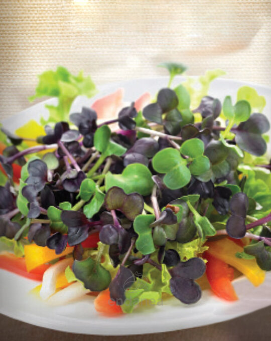 semillas-de-brotes-ecologicos-rabanito-batlle